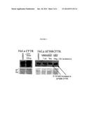 USE OF A HOLOTOXIN TO REDUCE ENDOPLASMIC RETICULUM-ASSOCIATED DEGRADATION     OF MISFOLDED PROTEINS diagram and image