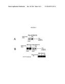 USE OF A HOLOTOXIN TO REDUCE ENDOPLASMIC RETICULUM-ASSOCIATED DEGRADATION     OF MISFOLDED PROTEINS diagram and image