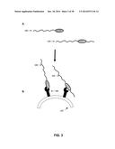 GROWTH HORMONE POLYPEPTIDES AND METHODS OF MAKING AND USING SAME diagram and image