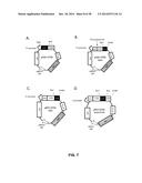 GROWTH HORMONE POLYPEPTIDES AND METHODS OF MAKING AND USING SAME diagram and image