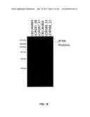 GROWTH HORMONE POLYPEPTIDES AND METHODS OF MAKING AND USING SAME diagram and image