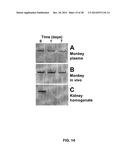 GROWTH HORMONE POLYPEPTIDES AND METHODS OF MAKING AND USING SAME diagram and image