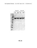 GROWTH HORMONE POLYPEPTIDES AND METHODS OF MAKING AND USING SAME diagram and image