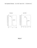 GROWTH HORMONE POLYPEPTIDES AND METHODS OF MAKING AND USING SAME diagram and image