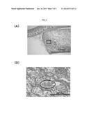 SCAFFOLD FOR VASCULAR ENDOTHELIAL CELL MIGRATION diagram and image