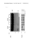 AMYLOID BETA-PROTEIN-SPECIFIC PRODUCTION-INHIBITING POLYPEPTIDE diagram and image