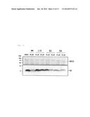 AMYLOID BETA-PROTEIN-SPECIFIC PRODUCTION-INHIBITING POLYPEPTIDE diagram and image