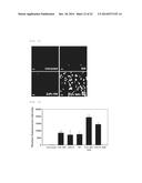 ALPHA-FORM ZINC-PHTHALOCYANINE NANOWIRES HAVING ENHANCED WATER SOLUBILITY     AND WATER DISPERSIBILITY, COMPOSITE OF AN ALPHA-FORM ZINC-PHTHALOCYANINE     NANOWIRE/PHENOTHIAZINE, AND METHOD FOR PREPARING SAME diagram and image