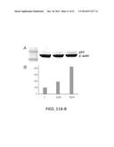 p19Arf, HMGA2 and MDM2 For Use in the Diagnosis and Treatment of Aberrant     Cell Growth diagram and image