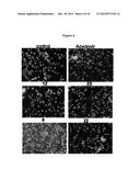 NOVEL DERIVATIVES OF PURINIC AND PYRIMIDINIC ANTIVIRAL AGENTS AND USE     THEREOF AS POTENT ANTICANCER AGENTS diagram and image