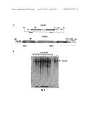 FUMARYLACETOACETATE HYDROLASE (FAH)-DEFICIENT AND IMMUNODEFICIENT RATS AND     USES THEREOF diagram and image