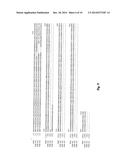 FUMARYLACETOACETATE HYDROLASE (FAH)-DEFICIENT AND IMMUNODEFICIENT RATS AND     USES THEREOF diagram and image