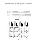 FUMARYLACETOACETATE HYDROLASE (FAH)-DEFICIENT AND IMMUNODEFICIENT RATS AND     USES THEREOF diagram and image