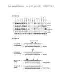 METHOD TO TRIGGER RNA INTERFERENCE diagram and image