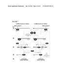 METHOD TO TRIGGER RNA INTERFERENCE diagram and image