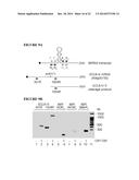 METHOD TO TRIGGER RNA INTERFERENCE diagram and image