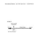 METHOD TO TRIGGER RNA INTERFERENCE diagram and image