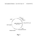 Polypeptides Having Beta-Xylosidase Activity and Polynucleotides Encoding     Same diagram and image