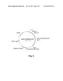 Polypeptides Having Beta-Xylosidase Activity and Polynucleotides Encoding     Same diagram and image