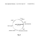 Polypeptides Having Beta-Xylosidase Activity and Polynucleotides Encoding     Same diagram and image