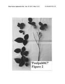 Miniature rose plant named  Poulpah067  diagram and image