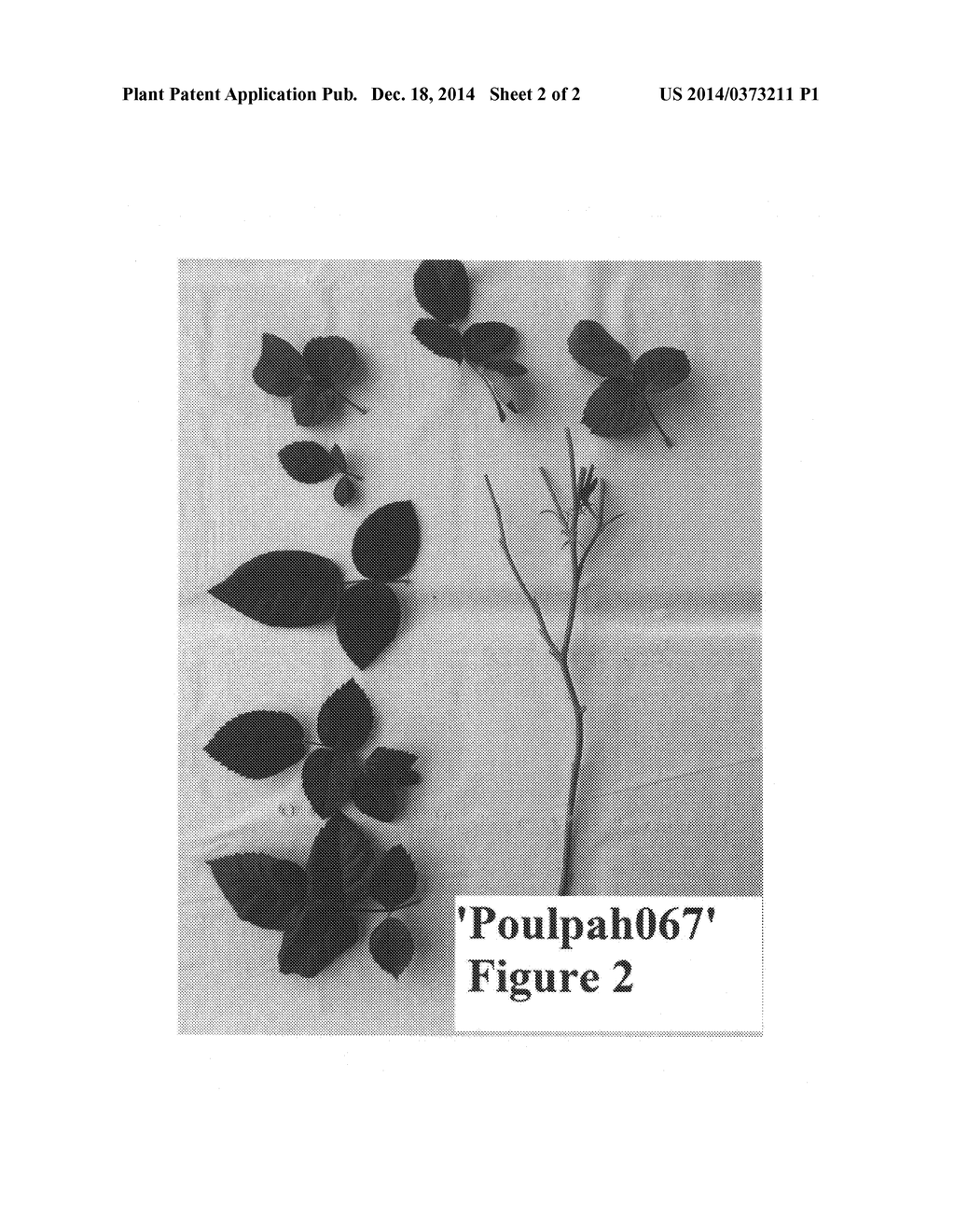 Miniature rose plant named 'Poulpah067' - diagram, schematic, and image 04