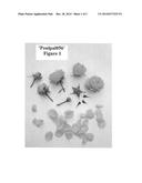 Compact Floribunda Rose Plant Named  Poulpal056  diagram and image