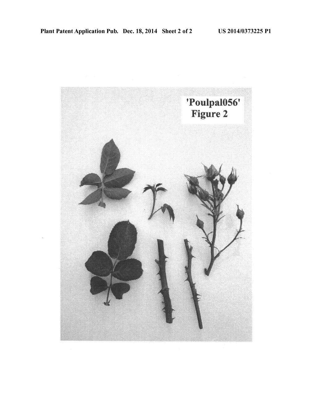 Compact Floribunda Rose Plant Named 'Poulpal056' - diagram, schematic, and image 04