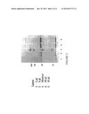 Novel Antibody Recognizing a Small Subset of Human Hematopoietic Cells diagram and image