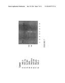 Novel Antibody Recognizing a Small Subset of Human Hematopoietic Cells diagram and image