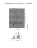 Novel Antibody Recognizing a Small Subset of Human Hematopoietic Cells diagram and image