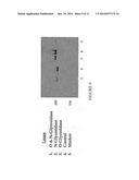 Novel Antibody Recognizing a Small Subset of Human Hematopoietic Cells diagram and image