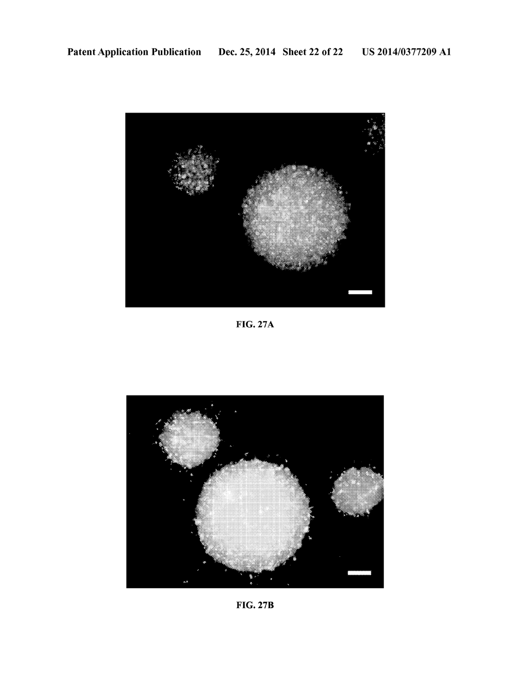 SCAFFOLDS FORMED FROM POLYMER-PROTEIN CONJUGATES, METHODS OF GENERATING     SAME AND USES THEREOF - diagram, schematic, and image 23