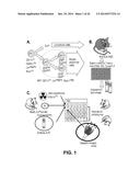 METHODS OF EXPANDING MYELOID CELL POPULATIONS AND USES THEREOF diagram and image