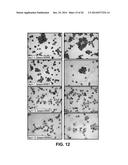 METHODS OF EXPANDING MYELOID CELL POPULATIONS AND USES THEREOF diagram and image