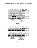 Methods and Compositions Involving NKG2D Inhibitors and Cancer diagram and image