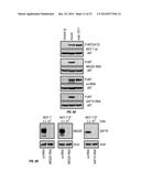 Methods and Compositions Involving NKG2D Inhibitors and Cancer diagram and image