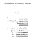 CLEAVAGE INHIBITORS OF TRANSFORMING GROWTH FACTOR BETA TYPE I RECEPTOR AND     USES THEREOF IN CANCER THERAPY diagram and image