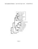 PHARMACEUTICAL PRODUCTS FROM FUNGAL STRAINS diagram and image