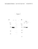 USE OF INHIBITORS OF INDOLEAMINE-2,3-DIOXYGENASE IN COMBINATION WITH OTHER     THERAPEUTIC MODALITIES diagram and image