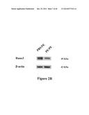 METHODS TO TREAT ALLERGIC CONDITIONS diagram and image