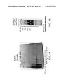 NUCLEIC ACID LIGANDS AGAINST INFECTIOUS PRIONS diagram and image