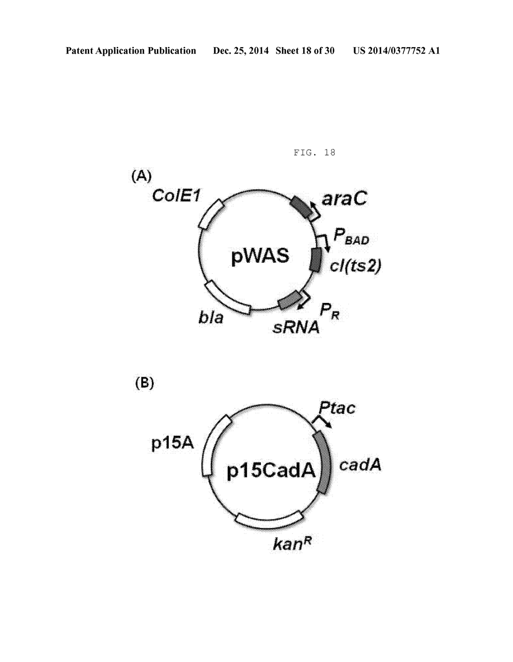 NOVEL SYNTHESIS-REGULATING SRNA AND METHOD FOR PREPARING SAME - diagram, schematic, and image 19