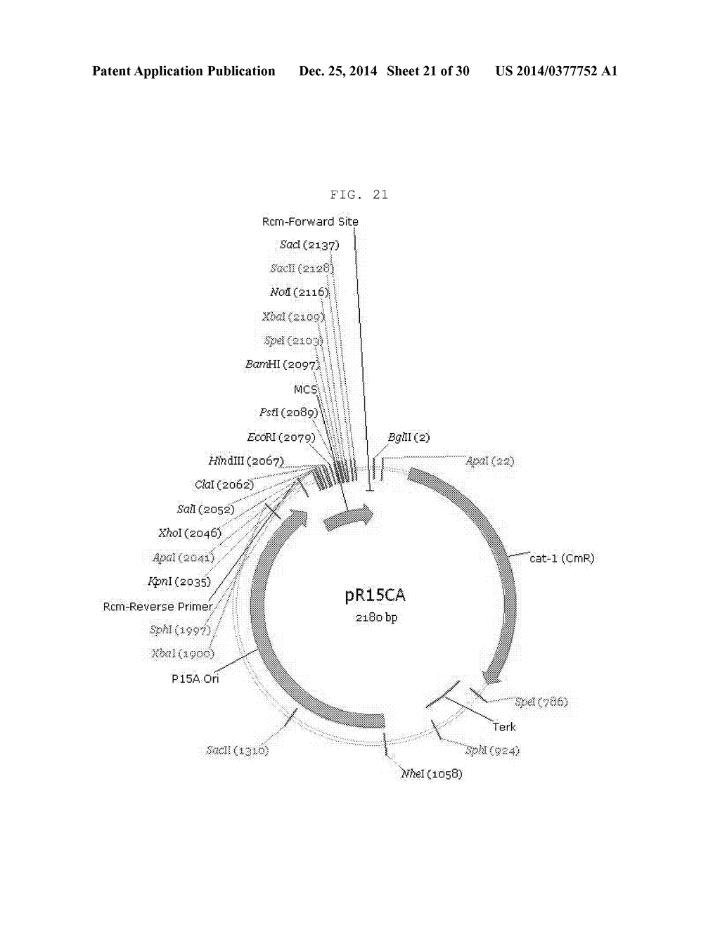 NOVEL SYNTHESIS-REGULATING SRNA AND METHOD FOR PREPARING SAME - diagram, schematic, and image 22