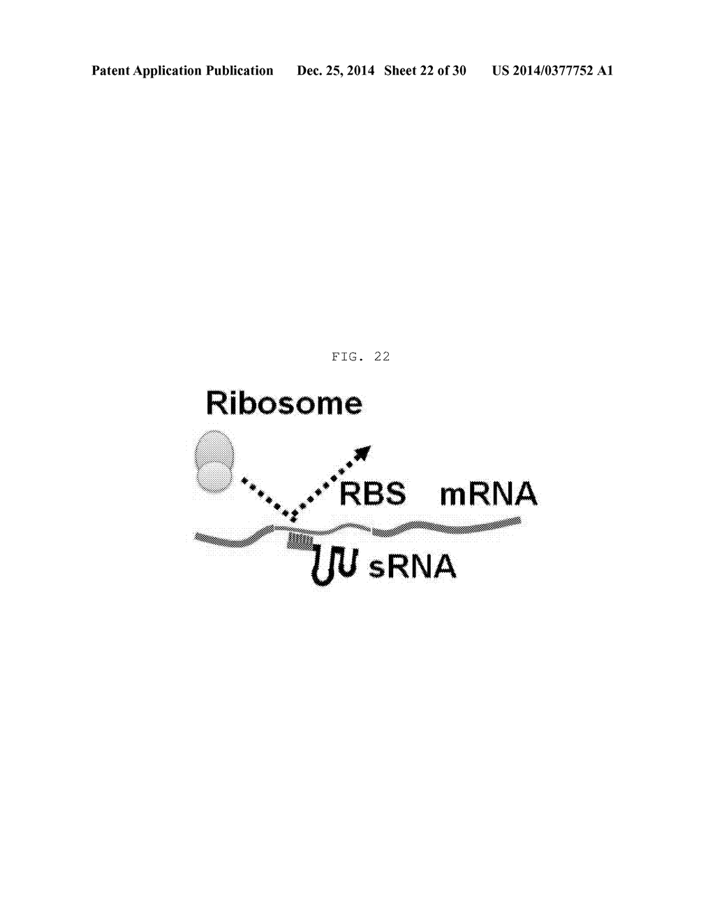 NOVEL SYNTHESIS-REGULATING SRNA AND METHOD FOR PREPARING SAME - diagram, schematic, and image 23