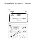 MICROORGANISMS OF CORYNEBACTERIUM WHICH CAN UTILIZE XYLOSE AND METHOD FOR     PRODUCING L-LYSINE USING SAME diagram and image