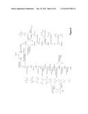 MICROORGANISMS AND METHODS FOR THE CO-PRODUCTION OF ISOPROPANOL WITH     PRIMARY ALCOHOLS, DIOLS AND ACIDS diagram and image