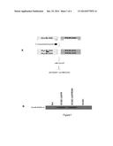 METHOD FOR INSERTING GENETIC MATERIAL INTO GENOMIC DNA diagram and image
