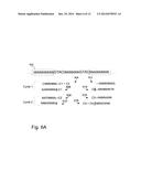 Methods and Compositions for Efficient Base Calling in Sequencing     Reactions diagram and image