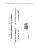 Methods and Compositions for Efficient Base Calling in Sequencing     Reactions diagram and image